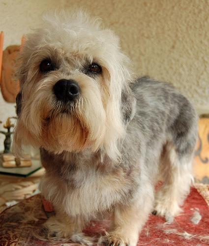 https://images.dog.ceo/breeds/terrier-dandie/n02096437_1614.jpg