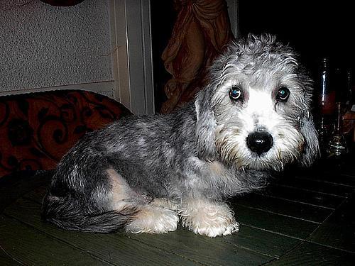 https://images.dog.ceo/breeds/terrier-dandie/n02096437_1641.jpg