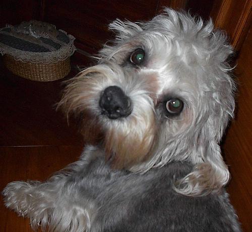 https://images.dog.ceo/breeds/terrier-dandie/n02096437_1643.jpg