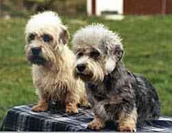 https://images.dog.ceo/breeds/terrier-dandie/n02096437_1656.jpg