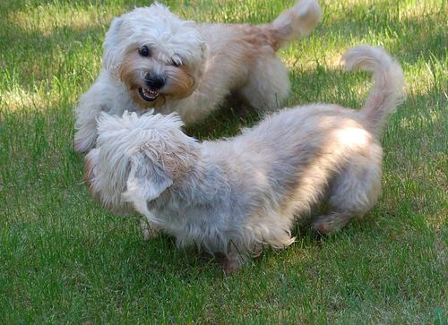 https://images.dog.ceo/breeds/terrier-dandie/n02096437_1678.jpg