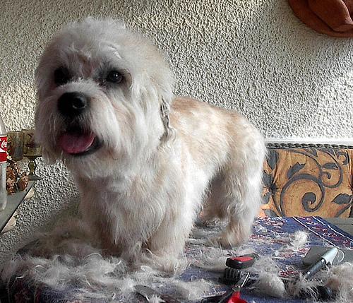 https://images.dog.ceo/breeds/terrier-dandie/n02096437_1782.jpg