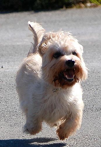 https://images.dog.ceo/breeds/terrier-dandie/n02096437_179.jpg