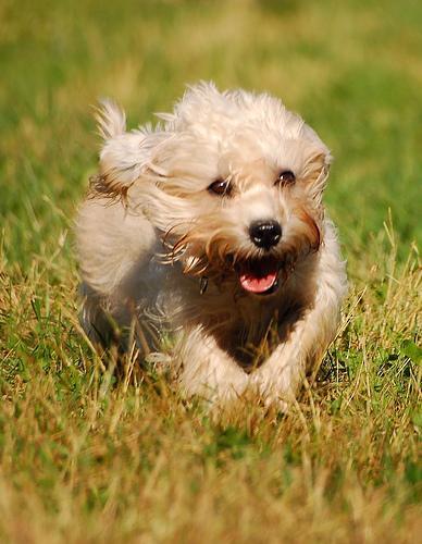 https://images.dog.ceo/breeds/terrier-dandie/n02096437_1790.jpg