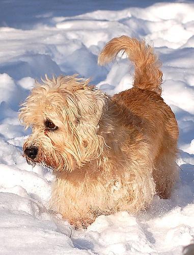 https://images.dog.ceo/breeds/terrier-dandie/n02096437_1891.jpg