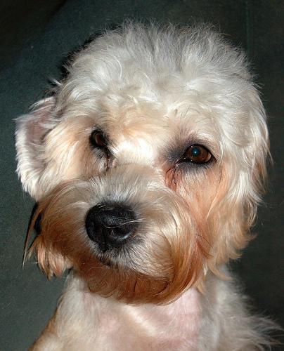 https://images.dog.ceo/breeds/terrier-dandie/n02096437_1926.jpg