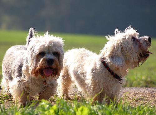 https://images.dog.ceo/breeds/terrier-dandie/n02096437_1936.jpg