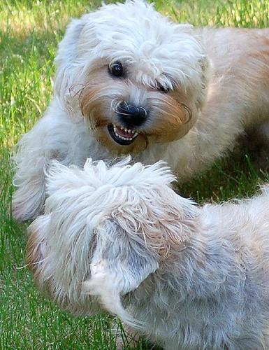 https://images.dog.ceo/breeds/terrier-dandie/n02096437_1952.jpg