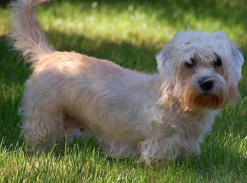 https://images.dog.ceo/breeds/terrier-dandie/n02096437_2055.jpg