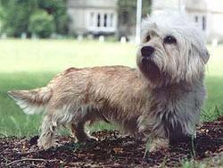 https://images.dog.ceo/breeds/terrier-dandie/n02096437_2117.jpg