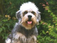 https://images.dog.ceo/breeds/terrier-dandie/n02096437_2267.jpg