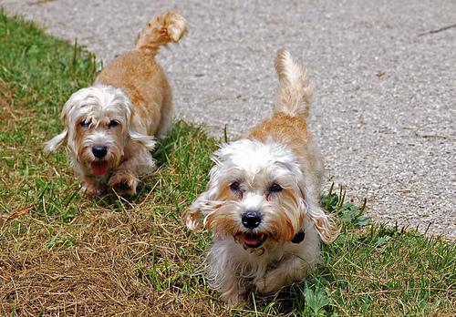 https://images.dog.ceo/breeds/terrier-dandie/n02096437_2291.jpg