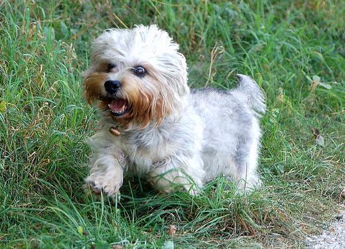 https://images.dog.ceo/breeds/terrier-dandie/n02096437_2310.jpg