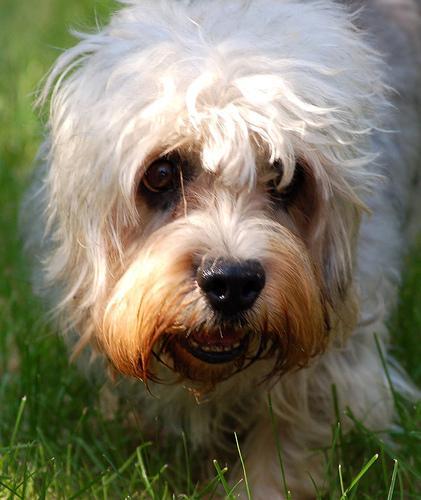 https://images.dog.ceo/breeds/terrier-dandie/n02096437_2350.jpg