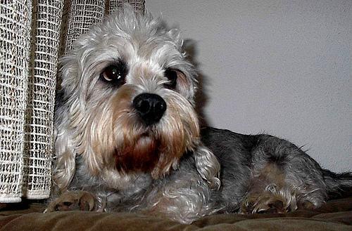 https://images.dog.ceo/breeds/terrier-dandie/n02096437_2455.jpg