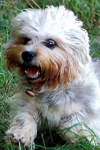 https://images.dog.ceo/breeds/terrier-dandie/n02096437_2504.jpg