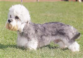 https://images.dog.ceo/breeds/terrier-dandie/n02096437_2580.jpg