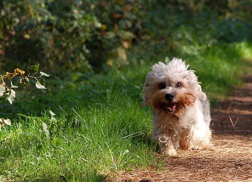 https://images.dog.ceo/breeds/terrier-dandie/n02096437_287.jpg