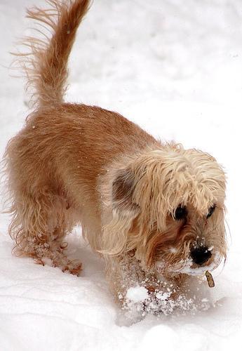 https://images.dog.ceo/breeds/terrier-dandie/n02096437_2890.jpg