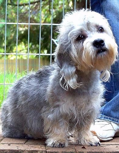 https://images.dog.ceo/breeds/terrier-dandie/n02096437_29.jpg