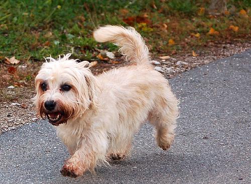 https://images.dog.ceo/breeds/terrier-dandie/n02096437_290.jpg