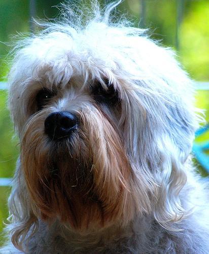 https://images.dog.ceo/breeds/terrier-dandie/n02096437_294.jpg