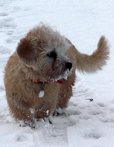 https://images.dog.ceo/breeds/terrier-dandie/n02096437_3431.jpg