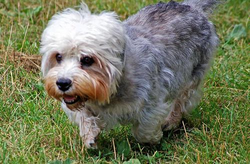 https://images.dog.ceo/breeds/terrier-dandie/n02096437_3451.jpg