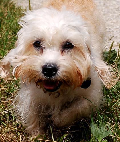 https://images.dog.ceo/breeds/terrier-dandie/n02096437_3486.jpg