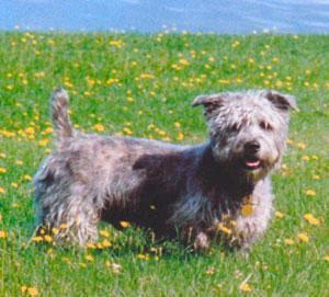 https://images.dog.ceo/breeds/terrier-dandie/n02096437_3603.jpg