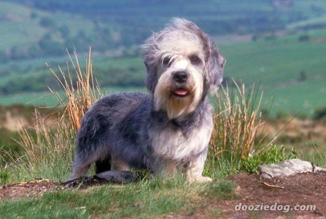 https://images.dog.ceo/breeds/terrier-dandie/n02096437_3776.jpg