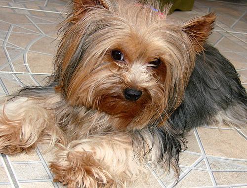 https://images.dog.ceo/breeds/terrier-dandie/n02096437_3848.jpg