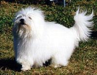 https://images.dog.ceo/breeds/terrier-dandie/n02096437_3860.jpg