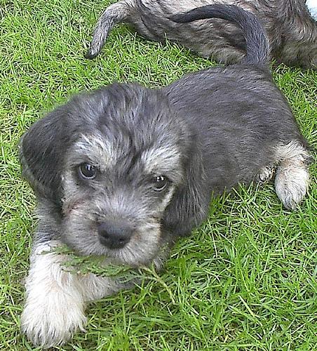 https://images.dog.ceo/breeds/terrier-dandie/n02096437_3888.jpg