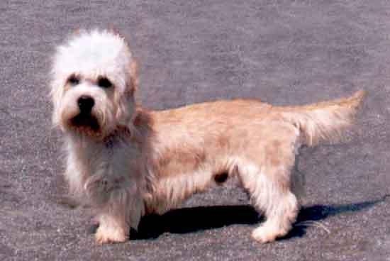 https://images.dog.ceo/breeds/terrier-dandie/n02096437_3925.jpg