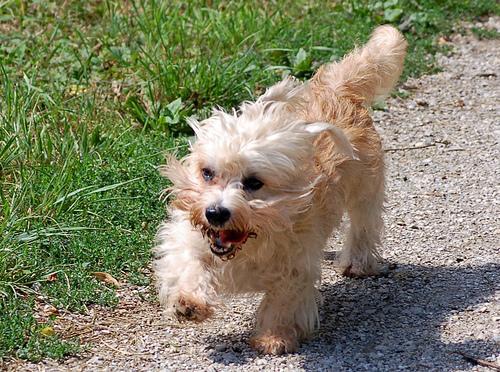 https://images.dog.ceo/breeds/terrier-dandie/n02096437_4.jpg