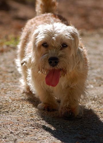 https://images.dog.ceo/breeds/terrier-dandie/n02096437_4276.jpg