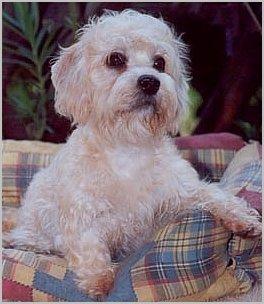 https://images.dog.ceo/breeds/terrier-dandie/n02096437_429.jpg