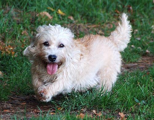 https://images.dog.ceo/breeds/terrier-dandie/n02096437_4480.jpg