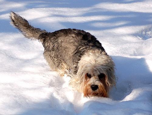 https://images.dog.ceo/breeds/terrier-dandie/n02096437_48.jpg