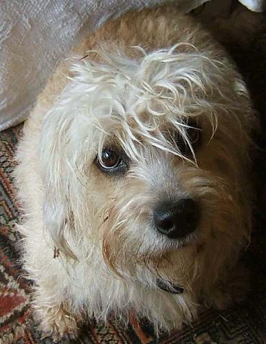 https://images.dog.ceo/breeds/terrier-dandie/n02096437_482.jpg