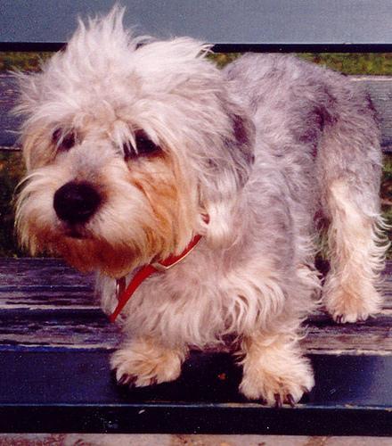 https://images.dog.ceo/breeds/terrier-dandie/n02096437_546.jpg