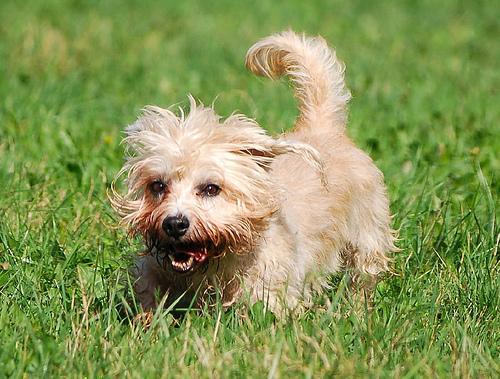 https://images.dog.ceo/breeds/terrier-dandie/n02096437_6.jpg