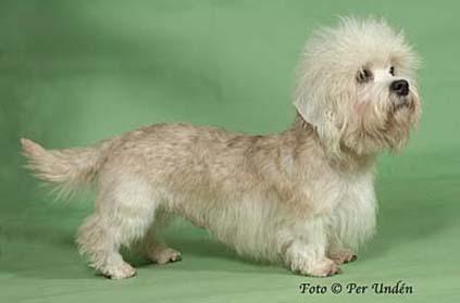 https://images.dog.ceo/breeds/terrier-dandie/n02096437_603.jpg