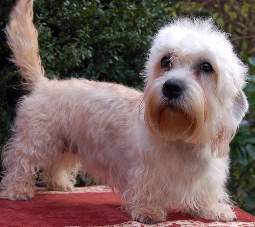 https://images.dog.ceo/breeds/terrier-dandie/n02096437_612.jpg