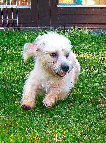 https://images.dog.ceo/breeds/terrier-dandie/n02096437_702.jpg