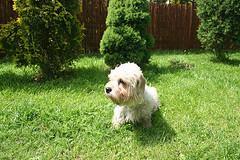 https://images.dog.ceo/breeds/terrier-dandie/n02096437_725.jpg