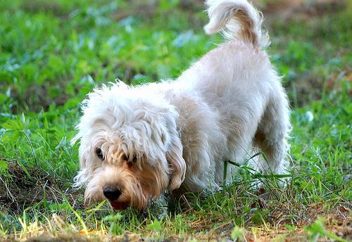 https://images.dog.ceo/breeds/terrier-dandie/n02096437_811.jpg