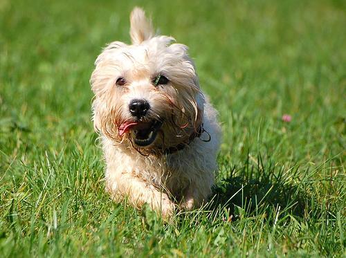 https://images.dog.ceo/breeds/terrier-dandie/n02096437_832.jpg