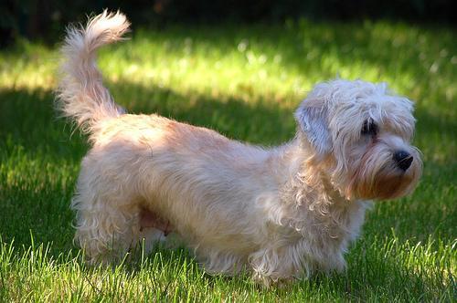 https://images.dog.ceo/breeds/terrier-dandie/n02096437_842.jpg